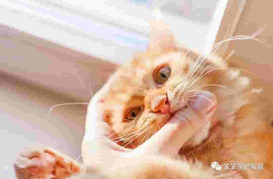 为什么别人家猫咪那么乖，而自家猫却总是喜欢咬人？