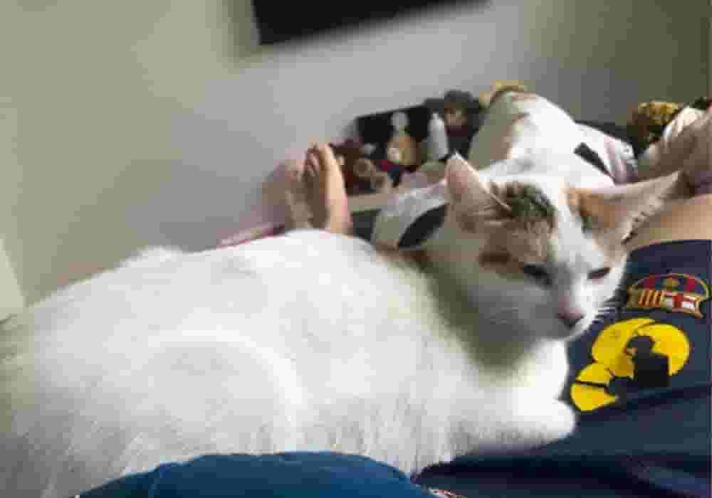 猫咪为什么喜欢睡在主人身边？知道原因后，太暖心了！