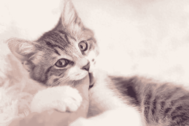 你的猫为什么会咬你？只有读懂了猫咪