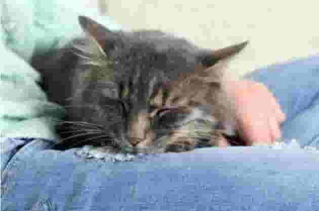 猫咪喜欢睡在主人身上，其实是在表达这几个意思