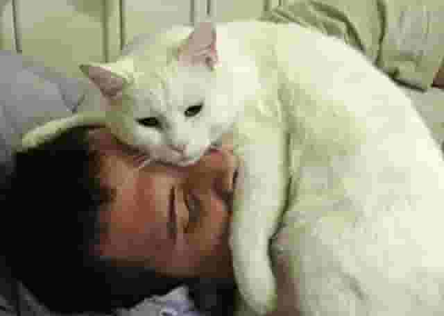 猫咪老是喜欢在你身边睡觉，除了爱你，这几点你知道吗？