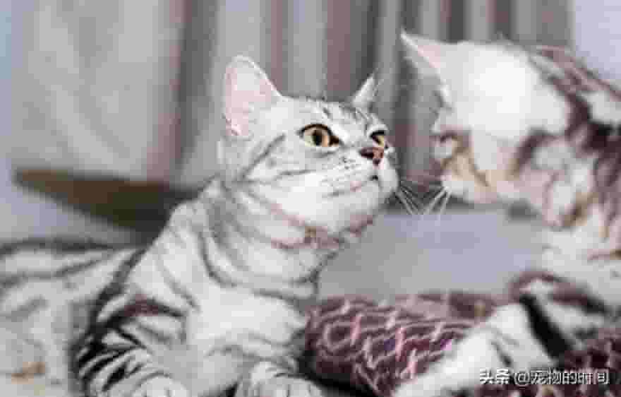 猫咪晚上在主人旁边睡觉的原因 你知道吗