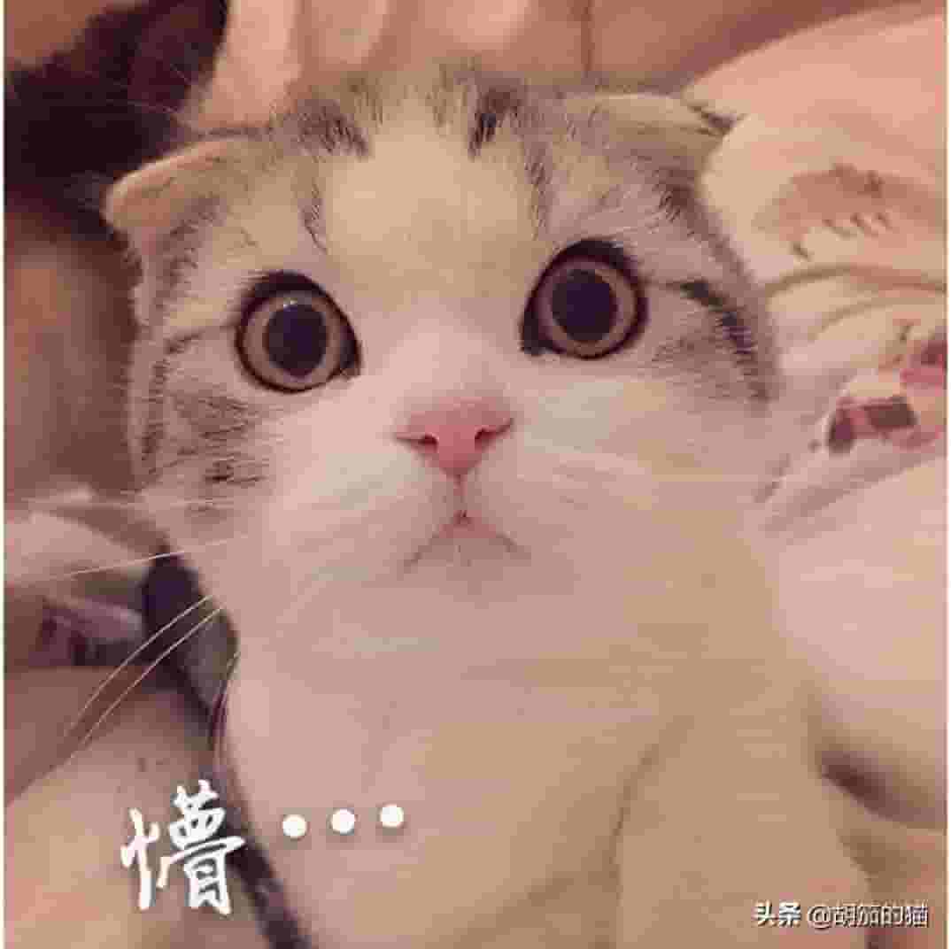 为什么猫咪总爱咬人？你却还在怪猫咪