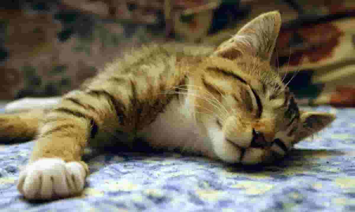 猫咪黏着你睡觉，背后有5个原因，看完后你会很感动