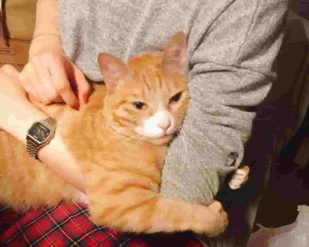 猫咪喜欢躺在你身上，其实是有重要事情跟你说