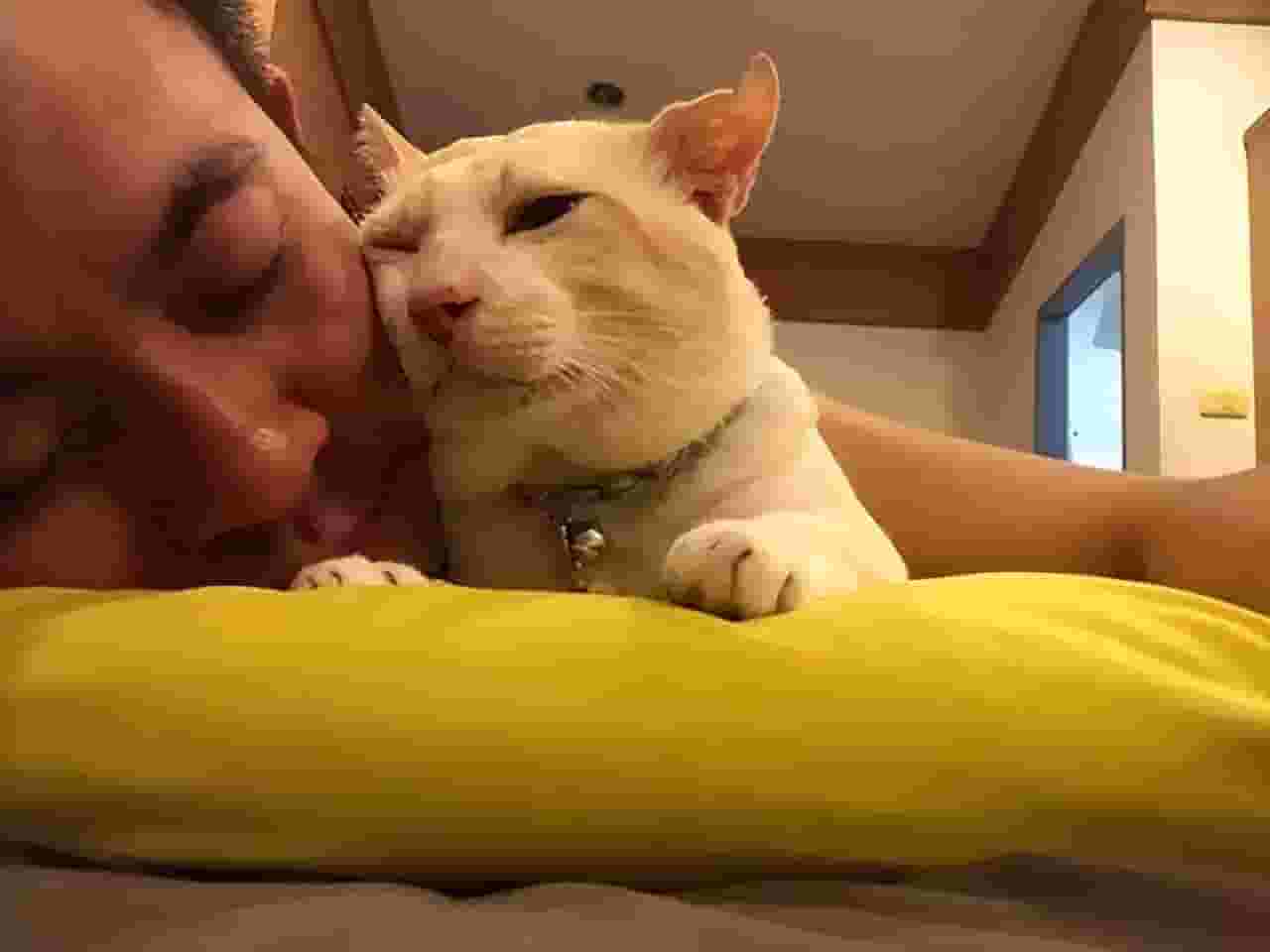 原来猫咪喜欢“挨着你睡”，是因为你有这6种特点！