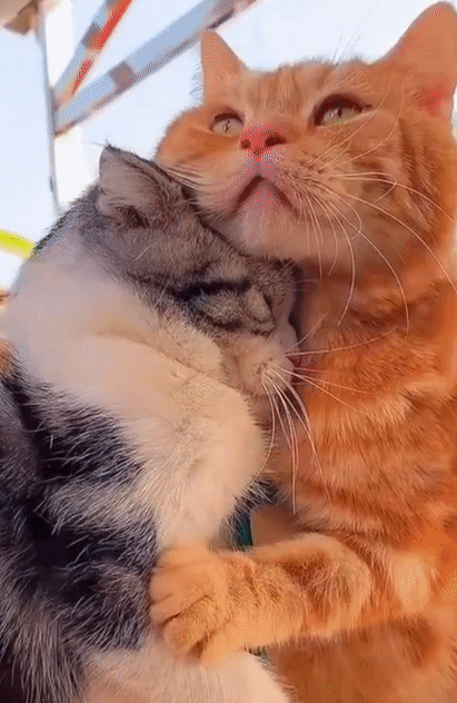 猫咪为何喜欢在你身边睡觉？这4个原因让你暖心