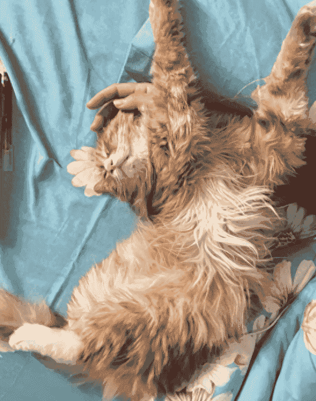 有些猫咪为什么只有挨着人才能睡着？