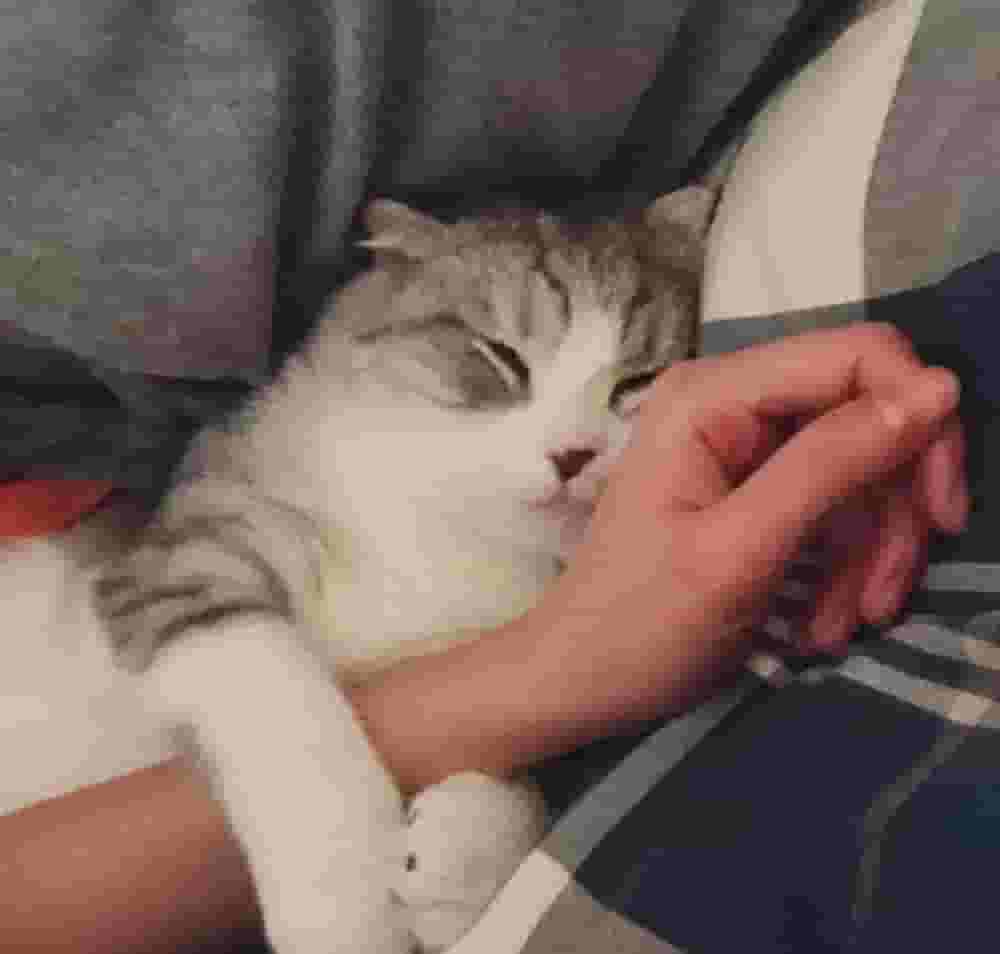 猫喜欢和主人“睡觉”，原来有这5大原因