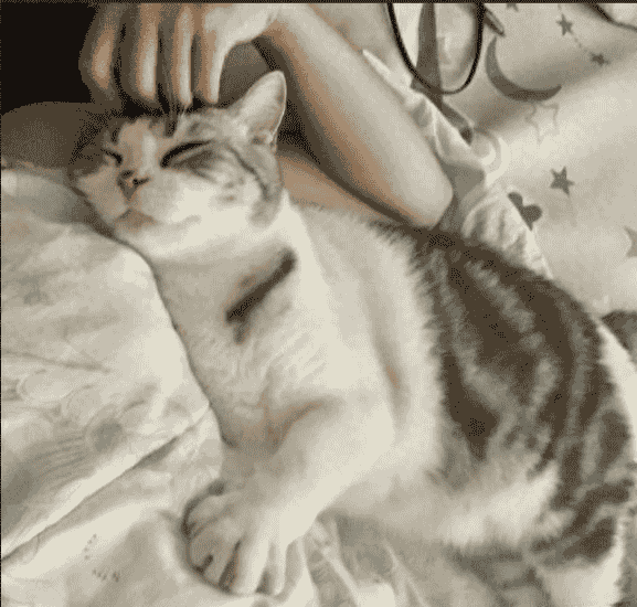 为什么有些猫咪总是挨着你才能睡着？