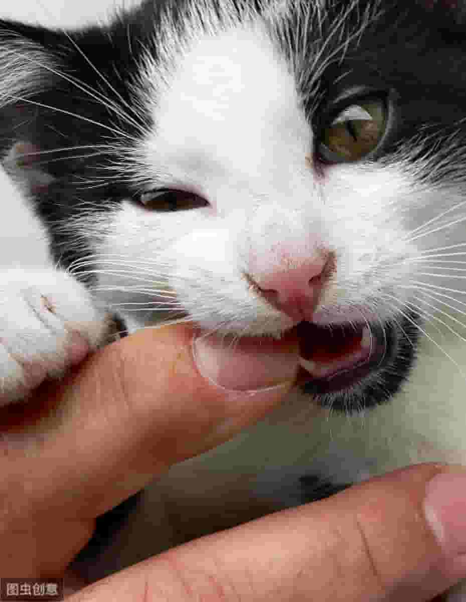 萌萌的猫咪居然乱咬人，该该如何纠正呢？