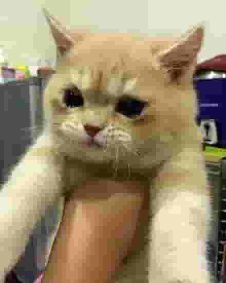 养了很久的猫咪还咬你？主要是这四个原因