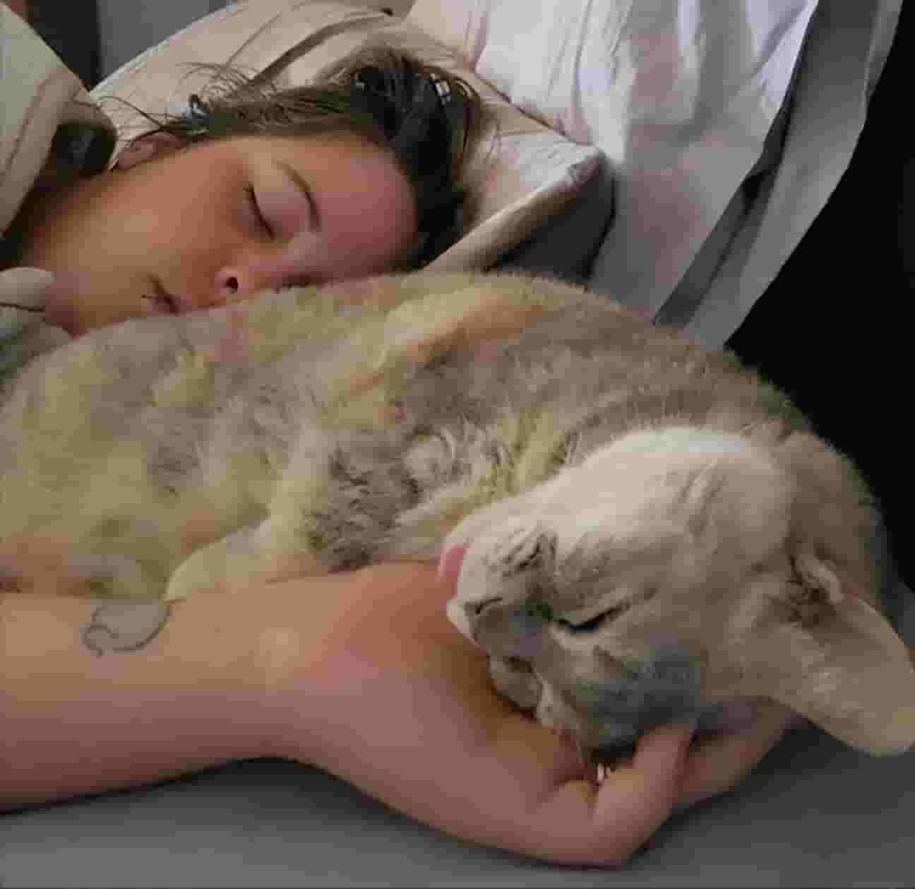 猫咪主动挨着你睡觉，不是因为爱你，而是另有目的