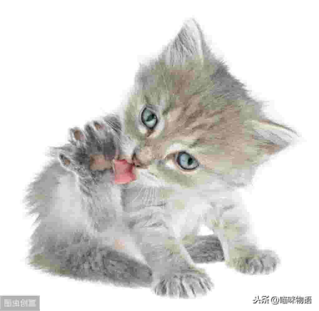 为什么猫咪要吃猫草呢？吃猫草有什么好处？