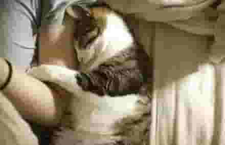 猫咪为什么喜欢和主人睡觉？这也太暖了吧