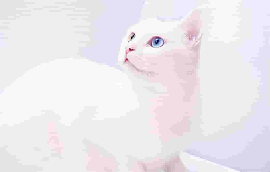 猫喜欢睡主人枕头旁边是为什么