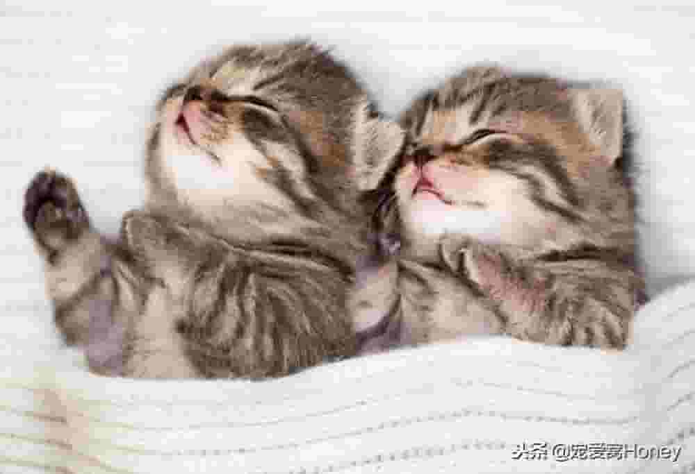 猫咪喜欢睡在你身边的三个原因，第三个原因十分暖心