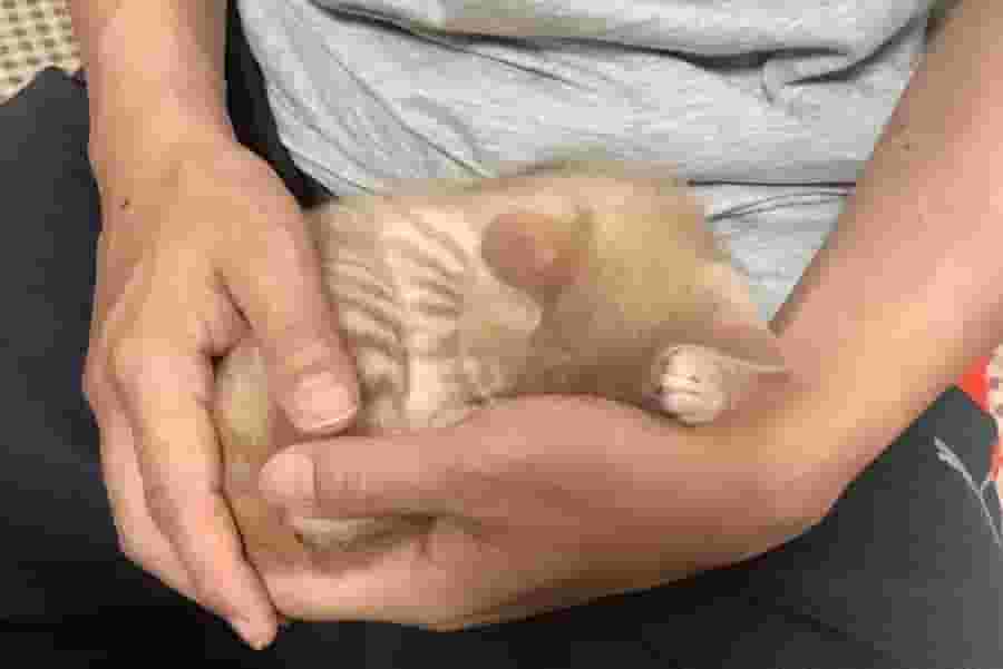 猫咪喜欢贴着主人睡觉的原因，不一定是喜欢你，还有这几点理由