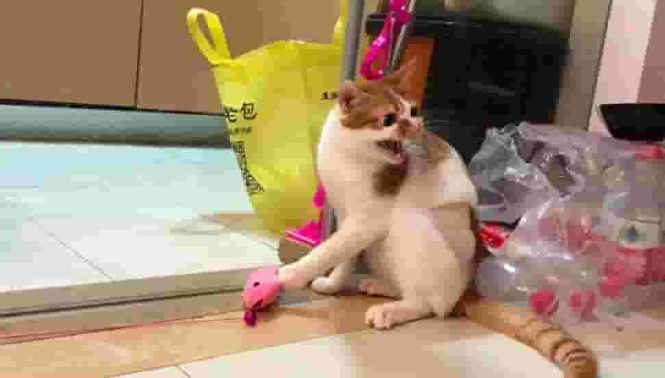 猫咪爱咬人怎么办？总有一个解决办法适合你