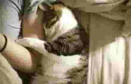猫咪为啥喜欢睡在你身边？难道不是因为“爱”嘛~