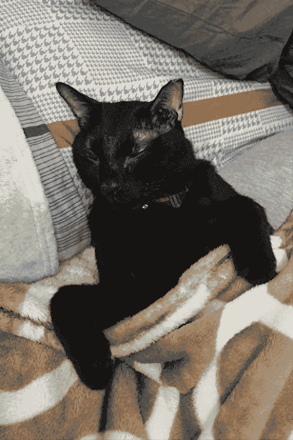 猫咪为什么会跟着主人睡觉？除了有安全感外，这几点很暖心