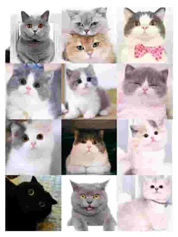 猫咪睡在你身上？就要注意了，猫咪为什么喜欢睡在你身上呢？