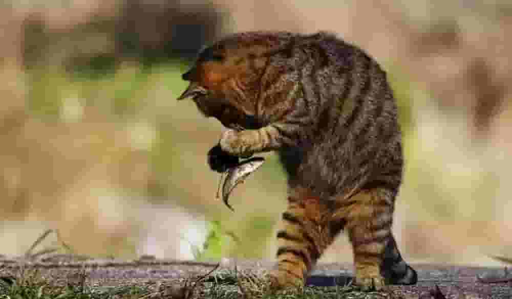 猫吃鱼为什么不怕鱼刺？