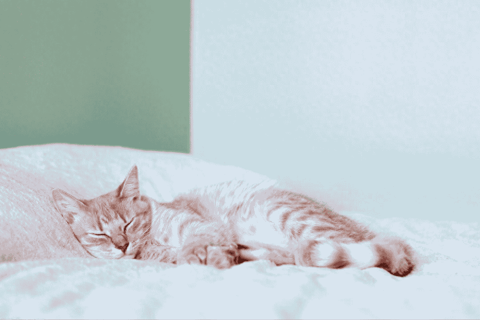 你家猫咪喜欢挨着你睡觉，并不是因为你暖和，而是因为这四点