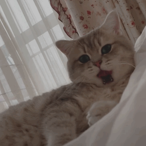 猫咪“挨着”主人睡，不是因为爱你，而