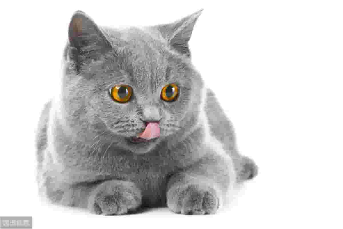 猫咪为什么爱咬人？怎么才能让猫咪不咬人？