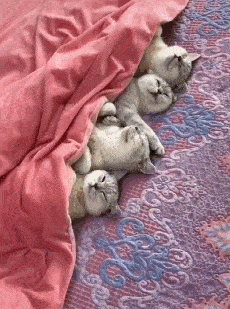 原来猫咪喜欢睡在你身边，不仅是因为爱你，还有这些原因