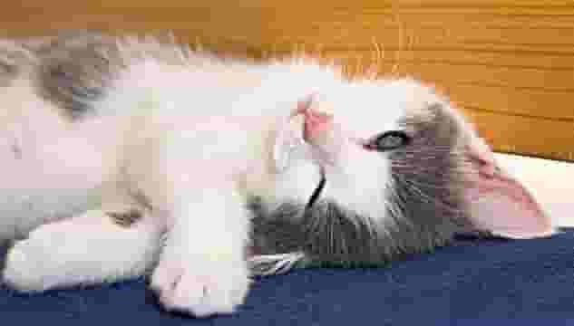 猫咪很高冷，为什么到了晚上它会跑到主人的旁边睡觉？原因有5个