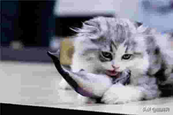 自家猫咪爱咬人，如何纠正呢？