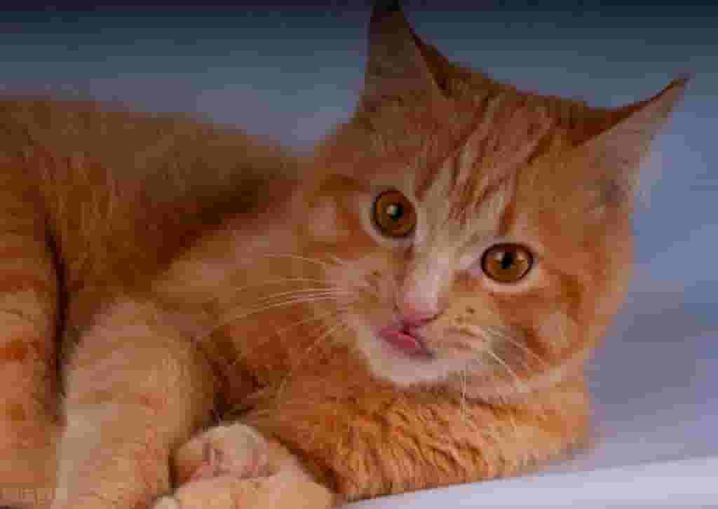 猫咪为什么爱咬人。你的猫咪是这样吗?