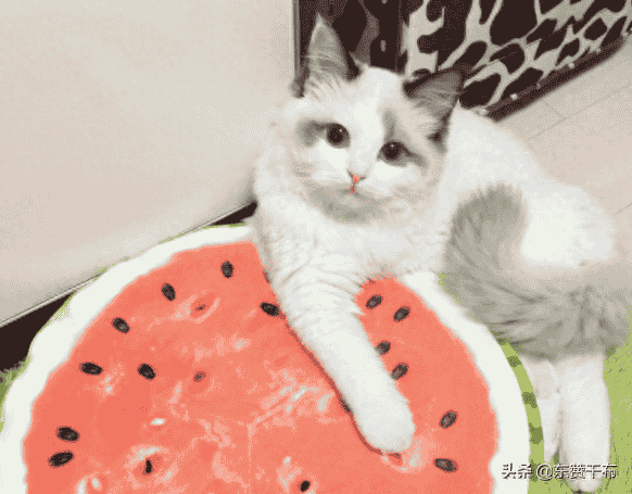 猫咪咬人是因讨厌被撸？实为这4点原因，导致猫出现这种行为