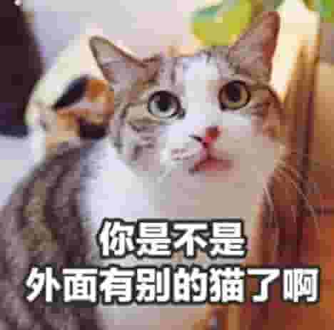 猫咪睡在主人身上，在它眼里，代表了这些含义
