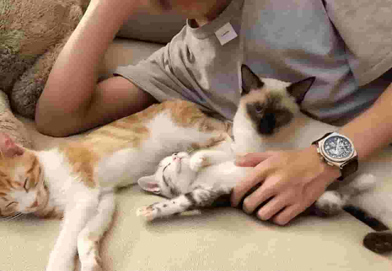 猫咪喜欢在你身边睡觉的几个原因，网友：好暖心