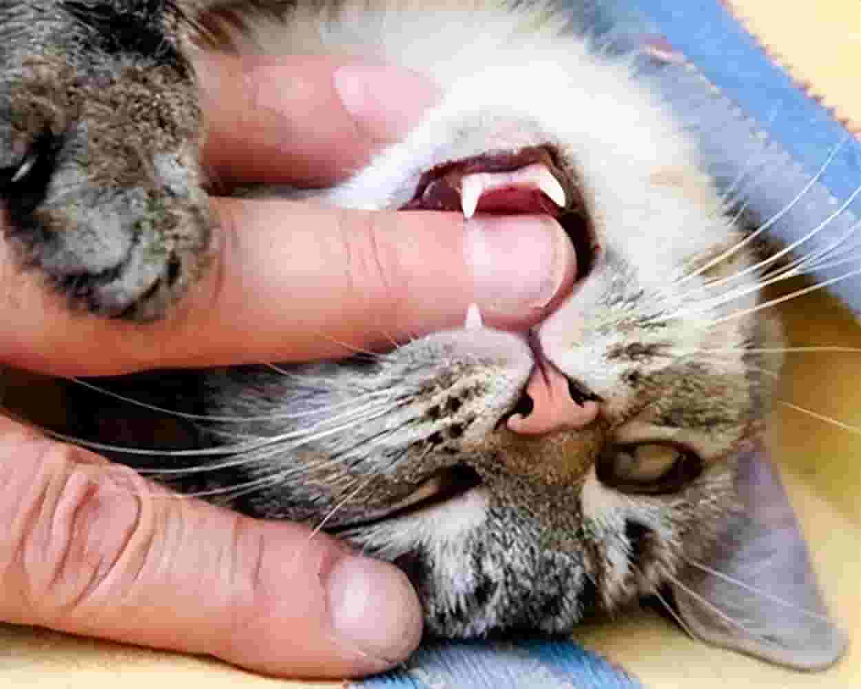 猫咪“咬人”，是因为不听话吗？原因有这5点