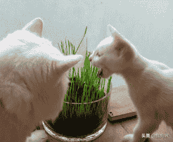 猫是肉食动物，为什么还要吃猫草呢？