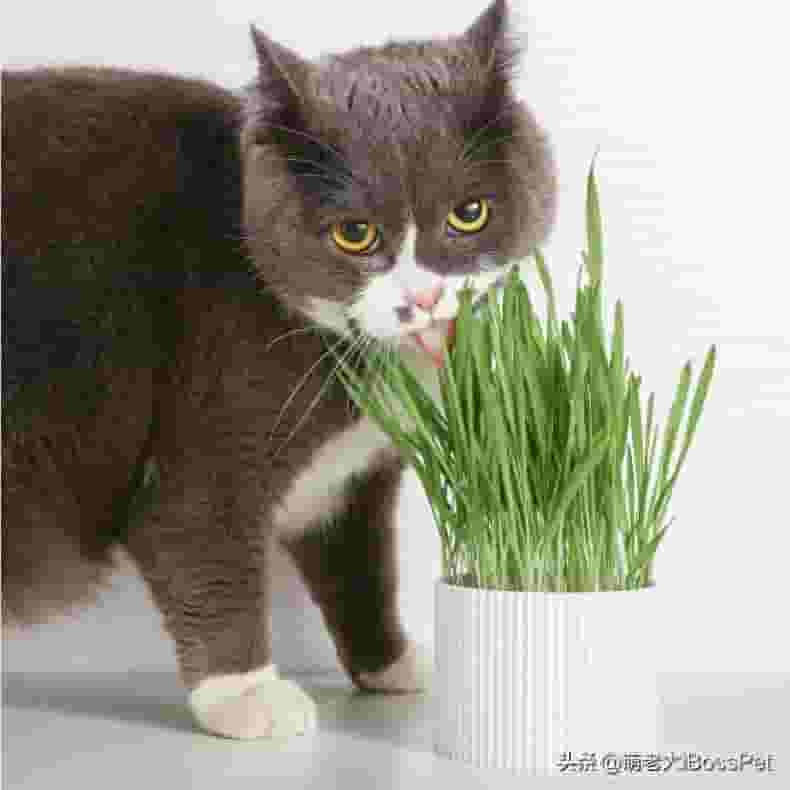 萌老大小课堂丨猫咪吃猫草有什么好处？