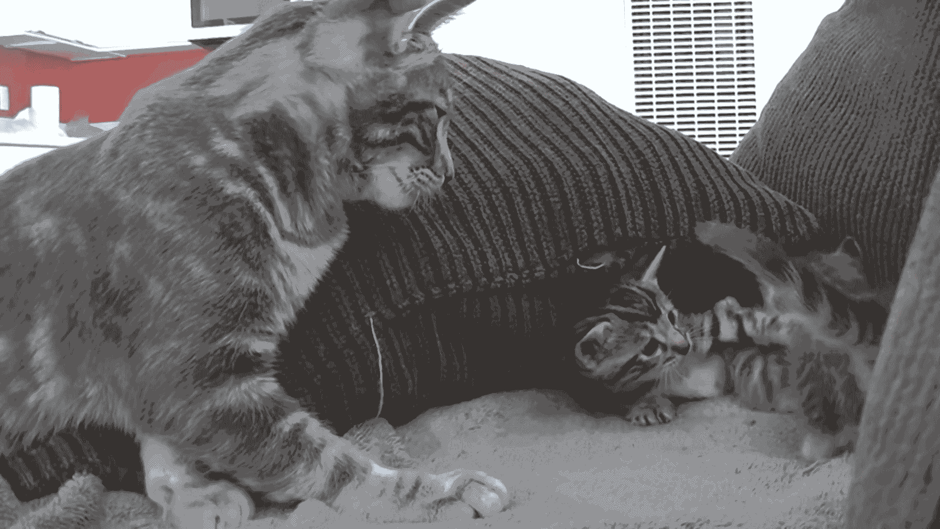 为什么有的时候猫咪会咬人？怎么才能杜绝这种情况发生呢