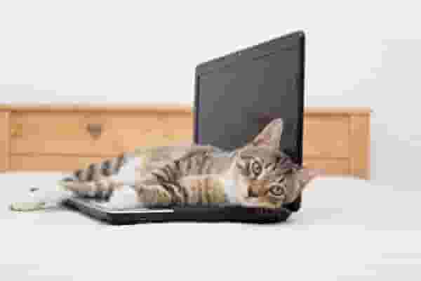 猫喜欢躺在你身上或身边？原因有以下几点