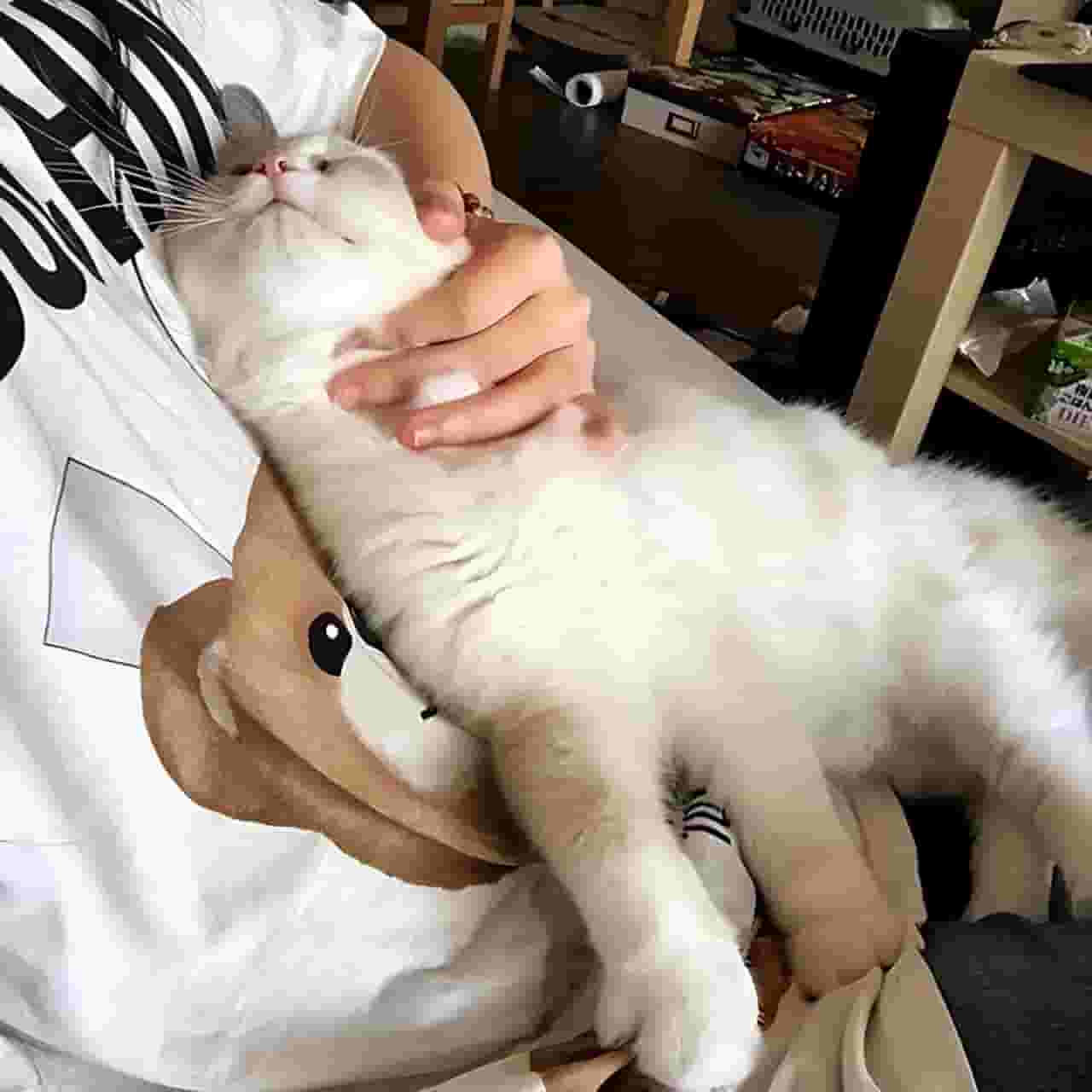 猫喜欢和主人“睡觉”，原来有这几大原因！