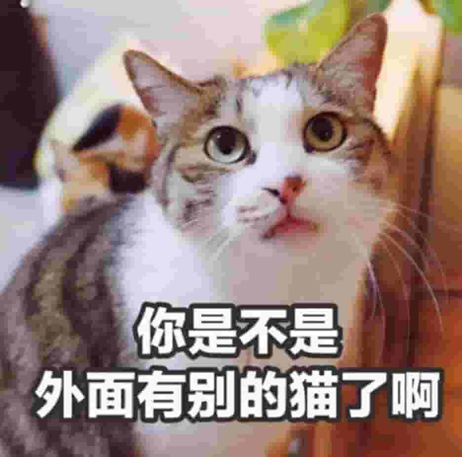 猫咪喜欢“睡在你身边”，其实有这几个原因