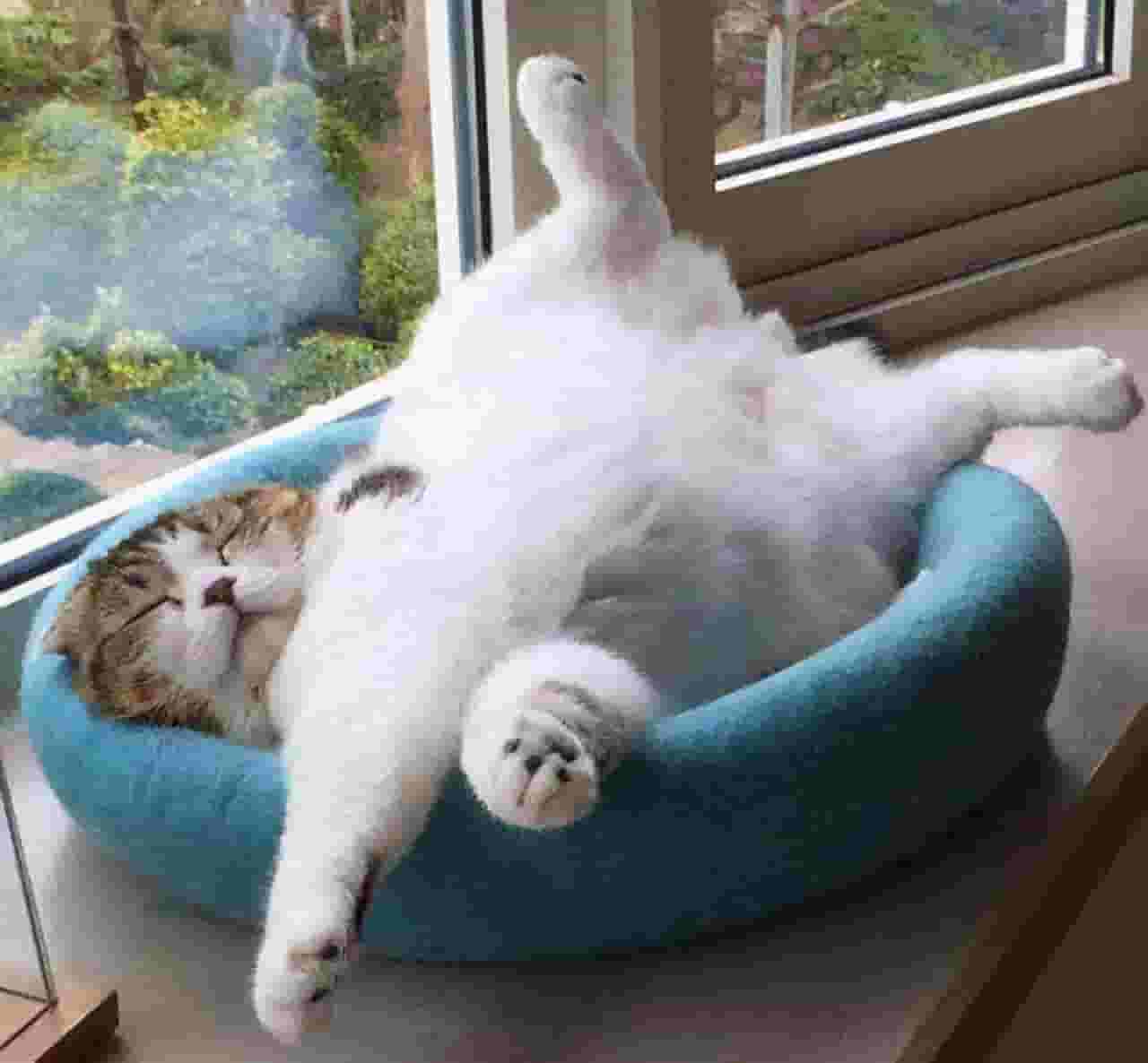 猫咪喜欢靠近你睡觉，并不是天冷，而是这些心理