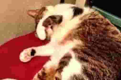 猫咪为啥喜欢在主人身边睡觉？科学家透露，其实有4个原因