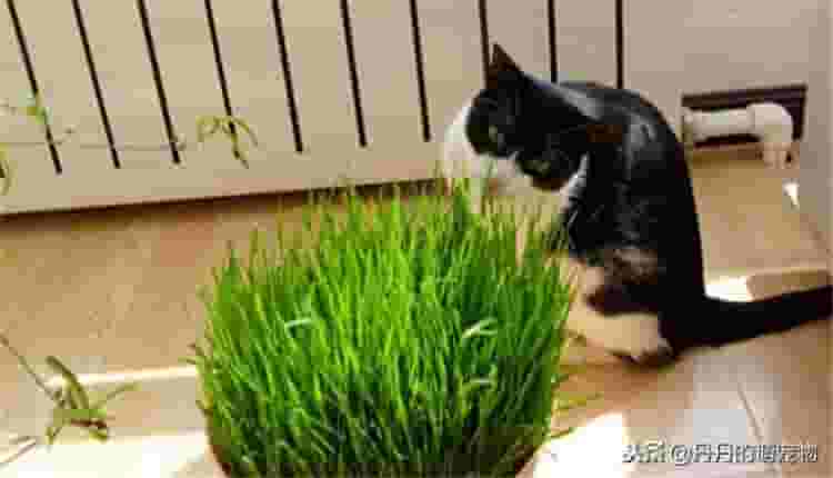 3点告诉你，猫咪吃猫草的好处！