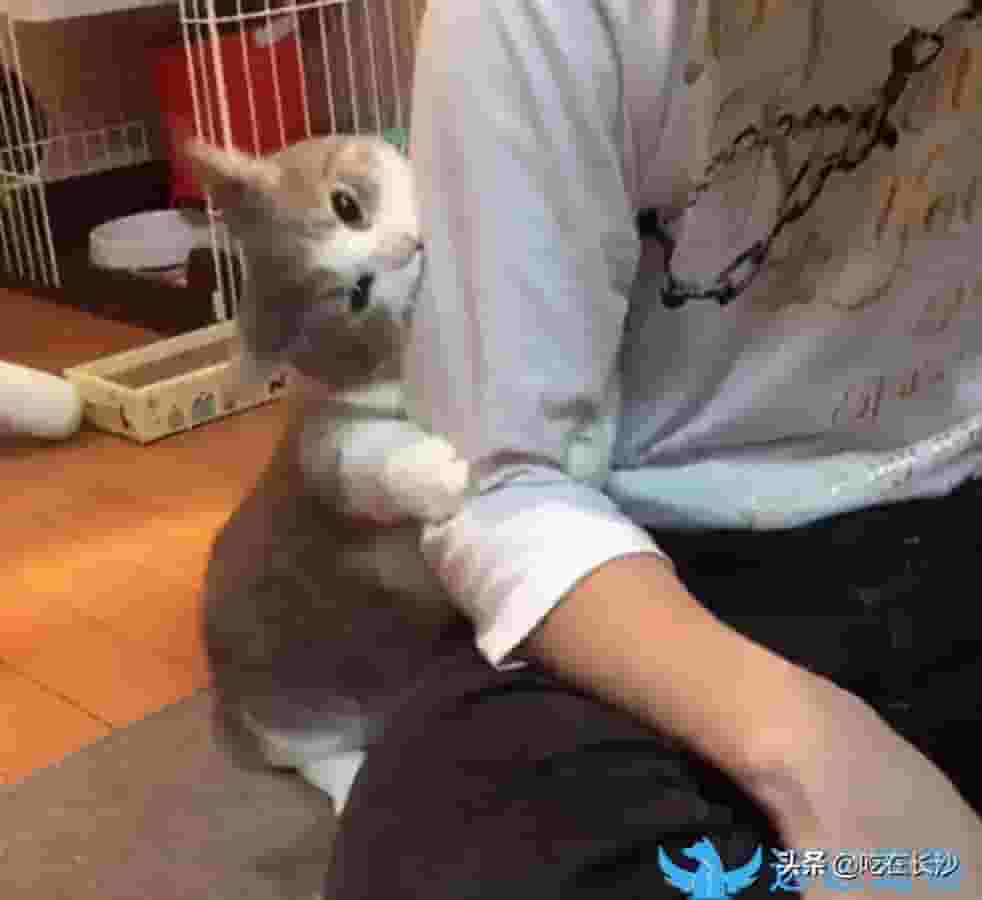 猫咪爱咬人怎么办？亲咬是爱还是磨牙？