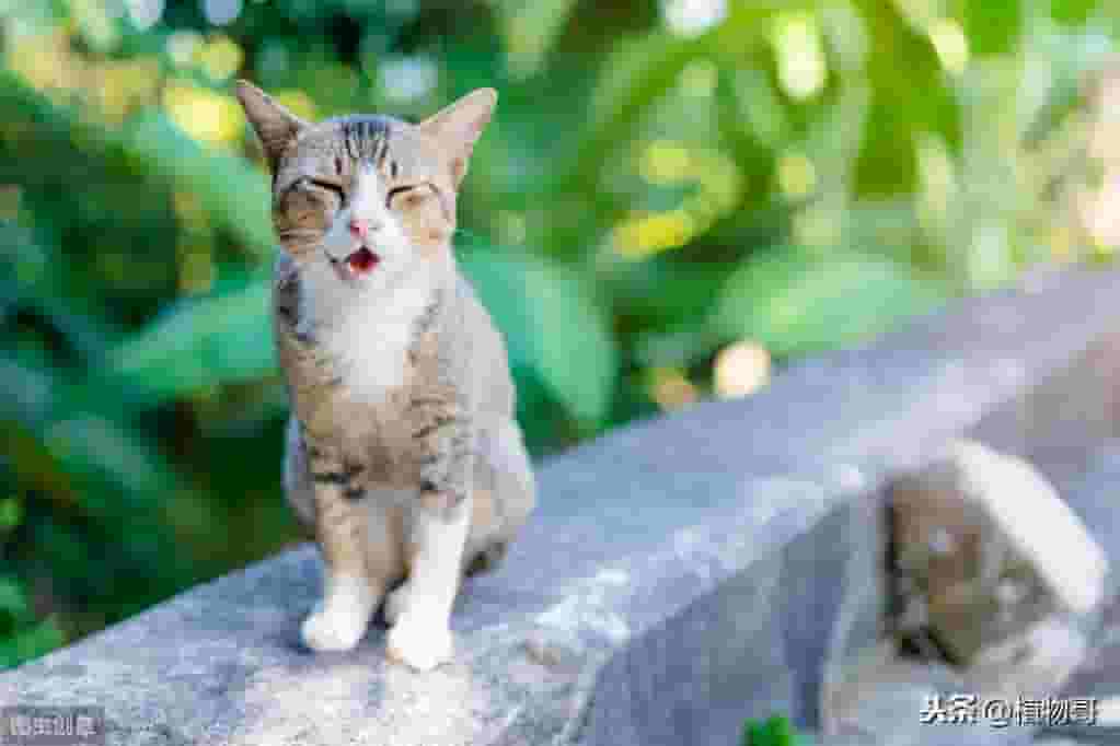 猫为什么爱吃草？为你揭秘