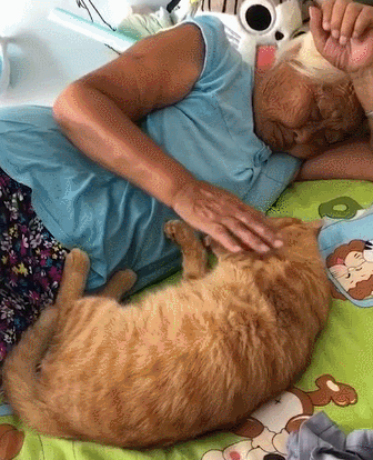 原来猫咪睡在主人身边,它是这么想的!